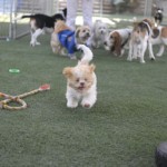 Run and play at daycare