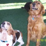Dogs love Daycare & Training