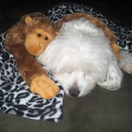 Content with stuffed monkey Cozy and content