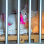 Soundly sleeping