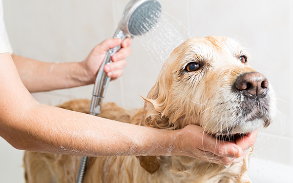 Dog Grooming Salon