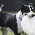 disc dog